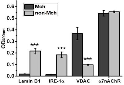 Mitochondrial Nicotinic Acetylcholine Receptors Support Liver Cells Viability After Partial Hepatectomy